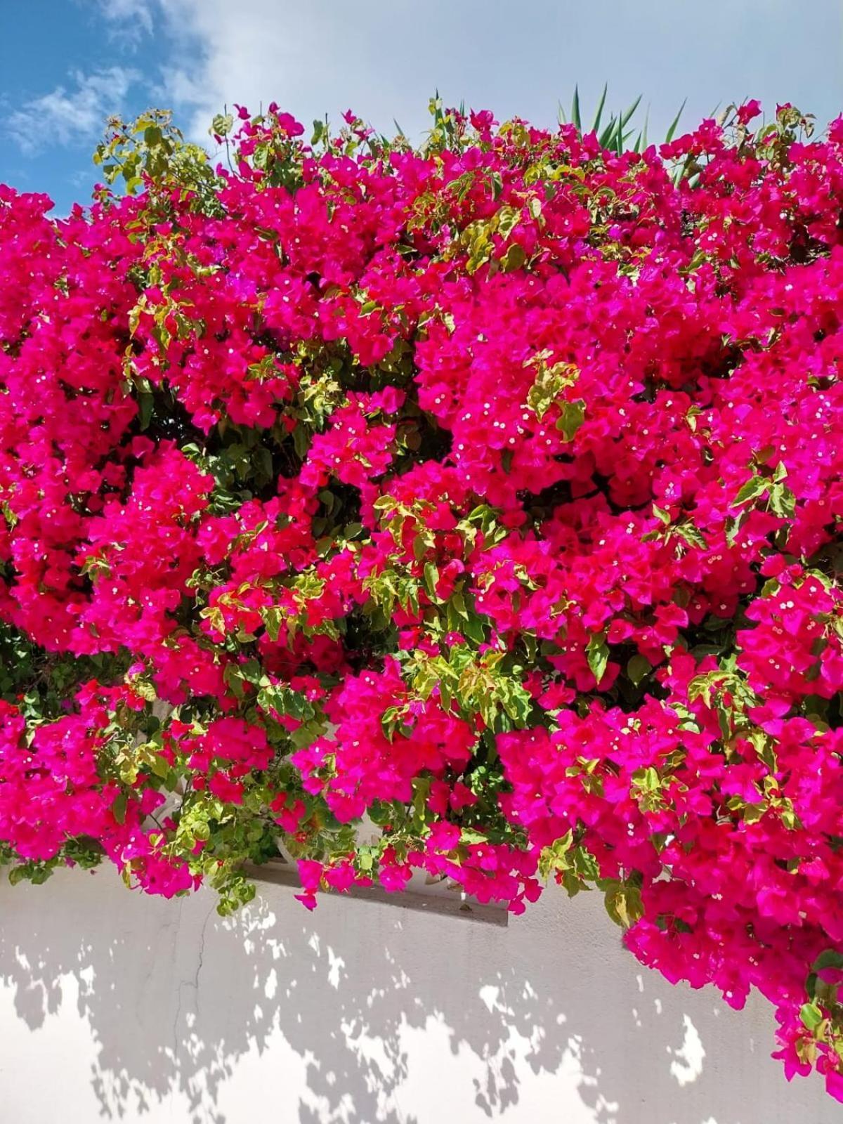 Villa El Salam Campo Mijas Fuengirola Exteriér fotografie